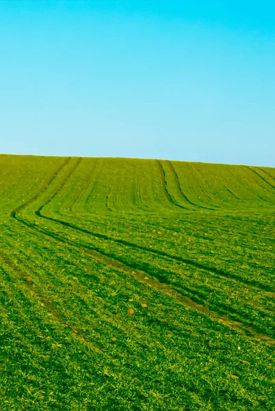 Green field and blue sky, beautiful meadow as nature and environmental background — Stock Photo, Image