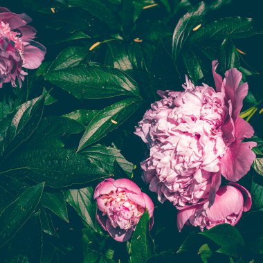 Çiçek desenli şakayık çiçekleri ve bitki örtüsü arka planı, düğün dekoru ve lüks marka tasarımı.