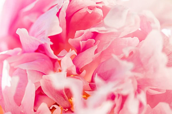 Цветок пиона в саду, цветочная красота и ботанический фон для свадебного приглашения и поздравительной открытки, концепции природы и окружающей среды — стоковое фото
