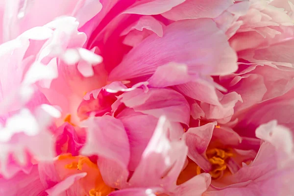 Kwiat piwonii w ogrodzie, kwiatowe piękno i botaniczne tło dla zaproszenia na ślub i kartki okolicznościowe, koncepcja przyrody i środowiska — Zdjęcie stockowe