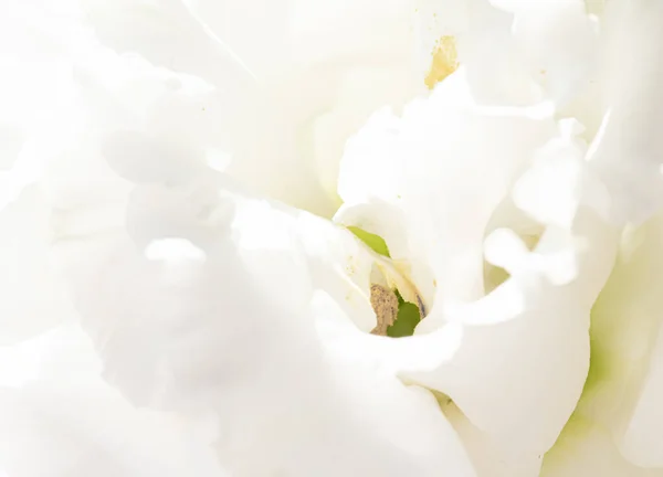 Rosa fiore in un giardino, bellezza floreale e sfondo botanico per invito di nozze e biglietto di auguri, natura e ambiente concetto — Foto Stock