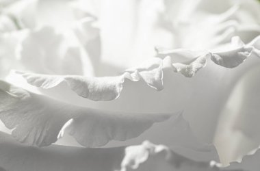 Bahçedeki gül çiçeği, çiçek güzelliği ve botanik geçmişi düğün davetiyesi ve tebrik kartı, doğa ve çevre konsepti.