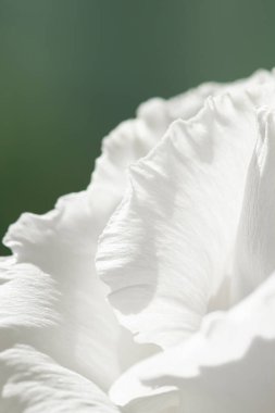 Bahçedeki gül çiçeği, çiçek güzelliği ve botanik geçmişi düğün davetiyesi ve tebrik kartı, doğa ve çevre konsepti.