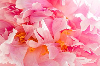 Bahçedeki şakayık çiçeği, çiçek güzelliği ve botanik geçmişi düğün davetiyesi ve tebrik kartı, doğa ve çevre konsepti.