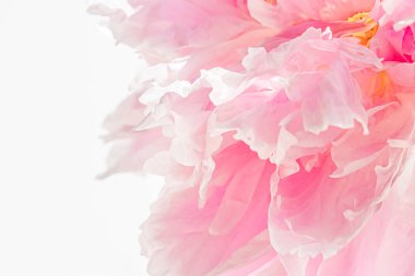 Bahçedeki şakayık çiçeği, çiçek güzelliği ve botanik geçmişi düğün davetiyesi ve tebrik kartı, doğa ve çevre konsepti.