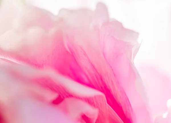 Flor de peonía en un jardín, belleza floral y fondo botánico para invitación de boda y tarjeta de felicitación, naturaleza y medio ambiente concepto — Foto de Stock