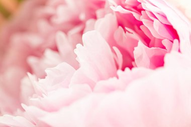 Bahçedeki şakayık çiçeği, çiçek güzelliği ve botanik geçmişi düğün davetiyesi ve tebrik kartı, doğa ve çevre konsepti.