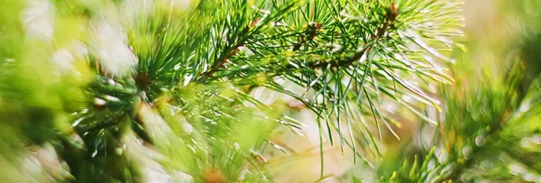 Spar boom takken als abstracte natuur achtergrond en natuurlijke omgeving — Stockfoto