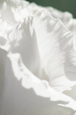 Bahçedeki gül çiçeği, çiçek güzelliği ve botanik geçmişi düğün davetiyesi ve tebrik kartı, doğa ve çevre konsepti.