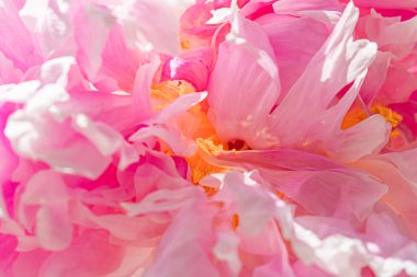 Bahçedeki şakayık çiçeği, çiçek güzelliği ve botanik geçmişi düğün davetiyesi ve tebrik kartı, doğa ve çevre konsepti.