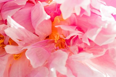 Bahçedeki şakayık çiçeği, çiçek güzelliği ve botanik geçmişi düğün davetiyesi ve tebrik kartı, doğa ve çevre konsepti.