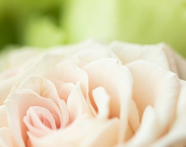 Bahçedeki gül çiçeği, çiçek güzelliği ve botanik geçmişi düğün davetiyesi ve tebrik kartı, doğa ve çevre konsepti.