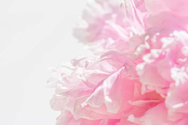 Bahçedeki şakayık çiçeği, çiçek güzelliği ve botanik geçmişi düğün davetiyesi ve tebrik kartı, doğa ve çevre konsepti.