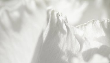 Bahçedeki gül çiçeği, çiçek güzelliği ve botanik geçmişi düğün davetiyesi ve tebrik kartı, doğa ve çevre konsepti.