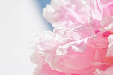 Bahçedeki şakayık çiçeği, çiçek güzelliği ve botanik geçmişi düğün davetiyesi ve tebrik kartı, doğa ve çevre konsepti.