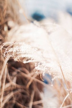 İlkbahar ya da sonbahar başında doğa, botanik bahçesinde soğuk hava