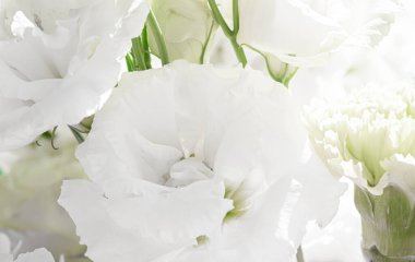 Bahçedeki gül çiçeği, çiçek güzelliği ve botanik geçmişi düğün davetiyesi ve tebrik kartı, doğa ve çevre konsepti.