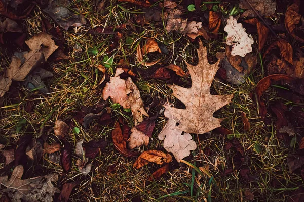 Trockenes Laub auf dem Boden im Herbst, bei kaltem Wetter und Herbstzeit — Stockfoto