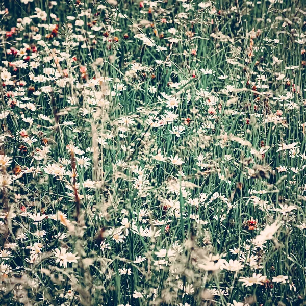 Ročník sedmikrásky pole v létě, zelená tráva a kvetoucí květiny, heřmánková louka jako jarní příroda a květinové zázemí, botanická zahrada a ekologické prostředí — Stock fotografie
