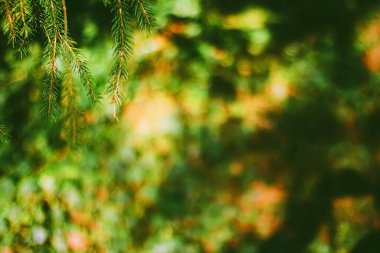 Spruce ağacı dalları soyut doğa arka plan ve doğal çevre olarak