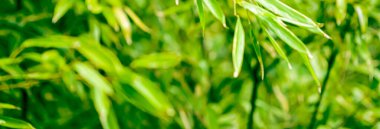 Yeşil bambu arka plan, ağaçtaki taze yapraklar doğa, ekoloji ve çevre kavramı olarak