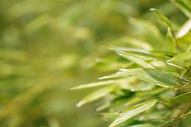 Bambu arka plan, ağaçtaki taze yapraklar doğa, ekoloji ve çevre kavramı olarak