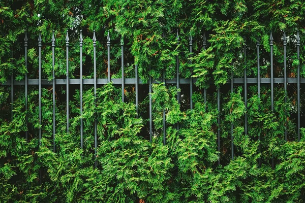 Ściana i ogrodzenie zielonych roślin jako struktura roślin, tło natury i projekt botaniczny — Zdjęcie stockowe