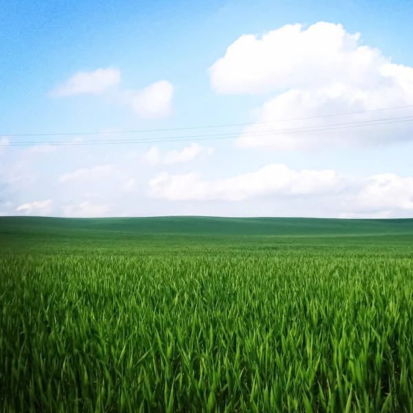 Зеленое поле и голубое небо с облаками, красивый луг, как природа и окружающая среда — стоковое фото