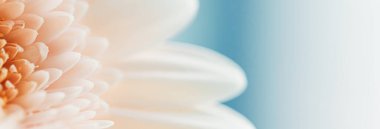 Papatya çiçeğinin güzelliği, çiçek sanatı ve doğadaki güzellik.