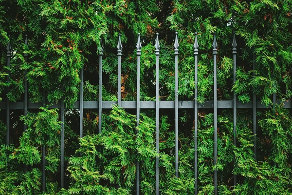 植物の質感、自然背景や植物のデザインとして緑の植物の壁とフェンス — ストック写真