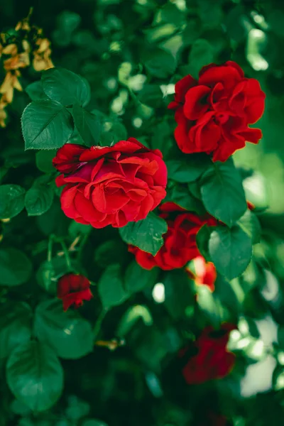 Rosas rojas en hermoso jardín de flores como fondo floral — Foto de Stock