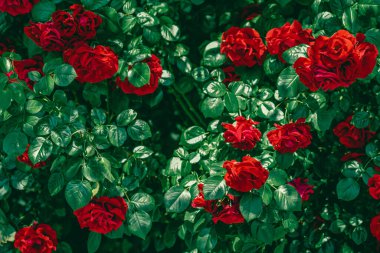 Çiçek bahçesindeki kırmızı güller çiçek gibi.