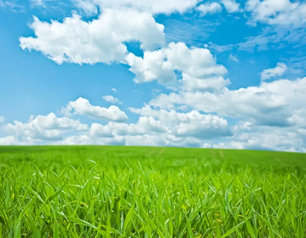 Groen veld en blauwe lucht met wolken, prachtige weide als natuur en milieu-achtergrond — Stockfoto