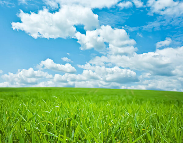 Зеленое поле и голубое небо с облаками, красивый луг, как природа и окружающая среда