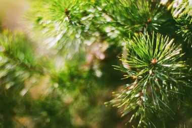 Spruce ağacı dalları soyut doğa arka plan ve doğal çevre olarak