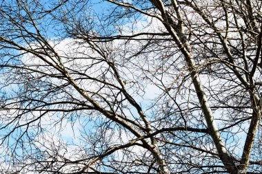 İlkbahar ya da sonbaharın başında ağaç ve mavi gökyüzü, doğa arka planı
