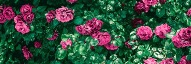 Çiçek bahçesinde çiçek açan güller çiçek gibi arka planda