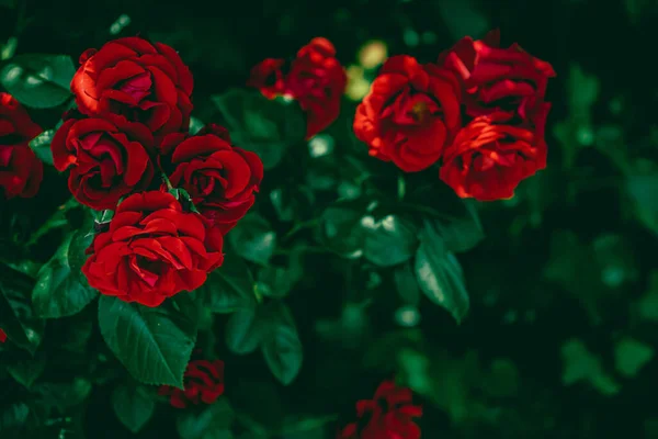 Red roses in beautiful flower garden as floral background — Stock Photo, Image