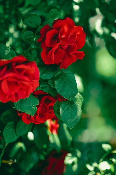 Rosas rojas en hermoso jardín de flores como fondo floral — Foto de Stock