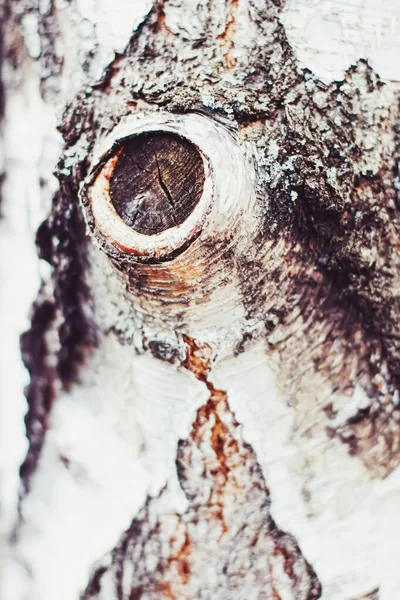 Přírodní dřevo, březovník textura jako dřevěné pozadí, životní prostředí a příroda — Stock fotografie