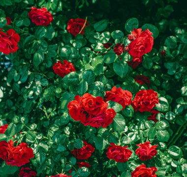 Çiçek bahçesindeki kırmızı güller çiçek gibi.