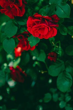 Çiçek bahçesindeki kırmızı güller çiçek gibi.