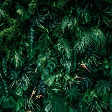 Doğa ve çevre arka planı olarak tropikal yapraklar, botanik bahçesi ve çiçek arkaplanı, bitki gelişimi ve manzara tasarımı