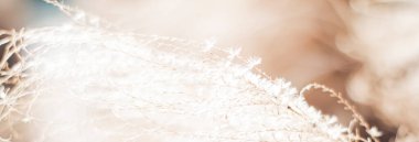 İlkbahar ya da sonbahar başında doğa, botanik bahçesinde soğuk hava