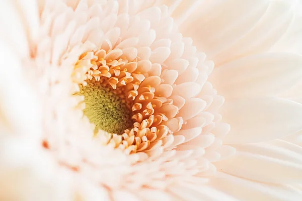 自然の中でデイジーの花、花の芸術と美しさの美しさ — ストック写真
