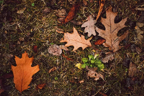 Suche liście na ziemi jesienią, zimna pogoda i jesień — Zdjęcie stockowe