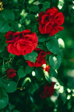 Çiçek bahçesindeki kırmızı güller çiçek gibi.