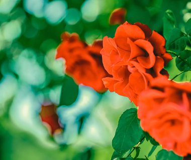 Çiçek bahçesinde çiçek açan güller çiçek gibi arka planda