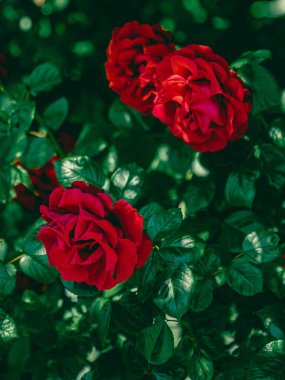 Çiçek bahçesindeki kırmızı güller çiçek gibi.