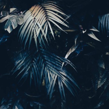 Doğa ve çevre arka planı olarak tropikal yapraklar, botanik bahçesi ve çiçek arkaplanı, bitki gelişimi ve manzara tasarımı